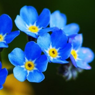 Memory Worship Flower